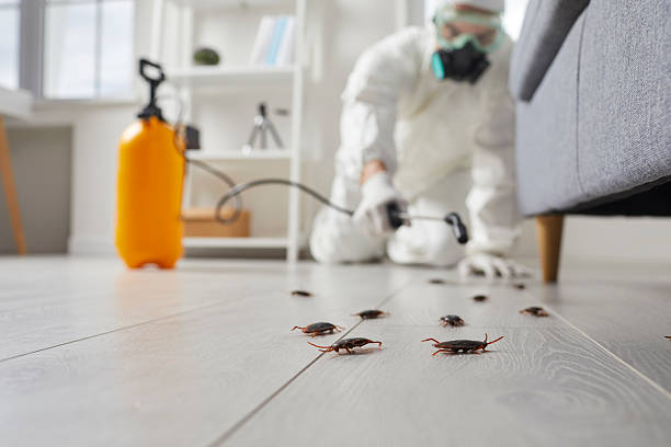 Affordable Termite Control solutions in Hamilton, AL